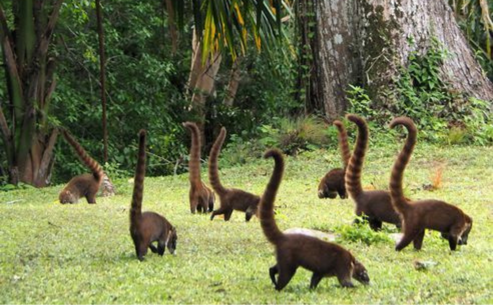 Ancient Civilizations & Caribbean Breeze: Colombia – Guatemala – Panama — 8